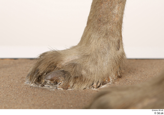 Striped Hyena Hyaena hyaena foot 0014.jpg